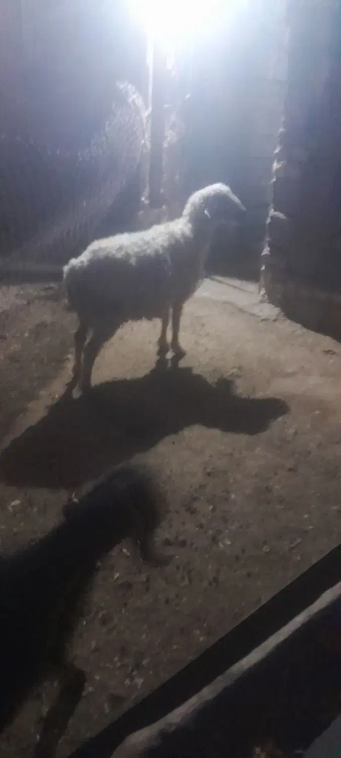 میش خوب|حیوانات مزرعه|سیدان, |دیوار