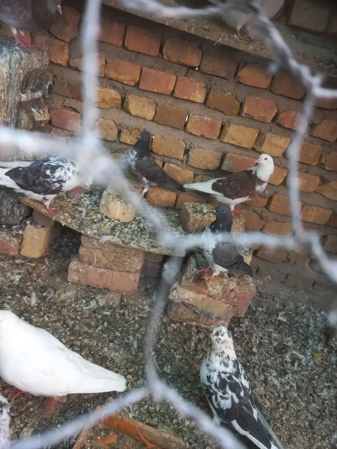 کفتر عالی|پرنده|بافت, |دیوار