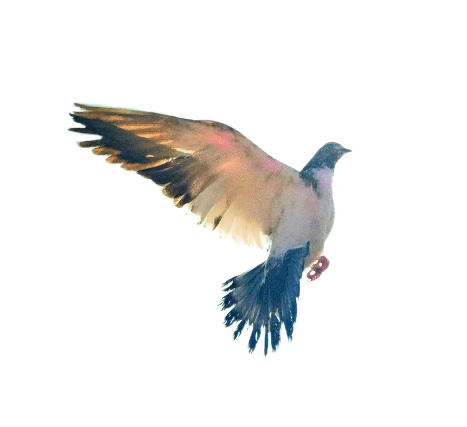 کبوتر|پرنده|یزد, |دیوار