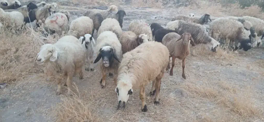 33راس شیشک میش داشتی بره دار و آبستن|حیوانات مزرعه|جره و بالاده, |دیوار