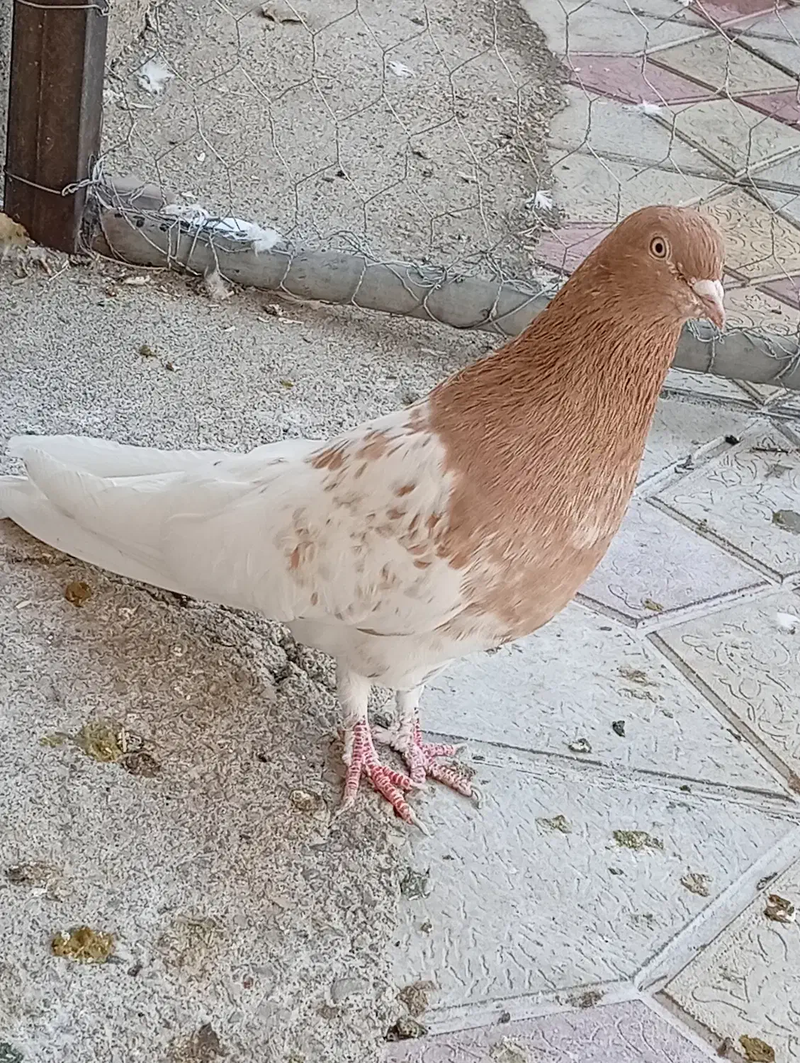 کبوتر|پرنده|شاهین دژ, |دیوار