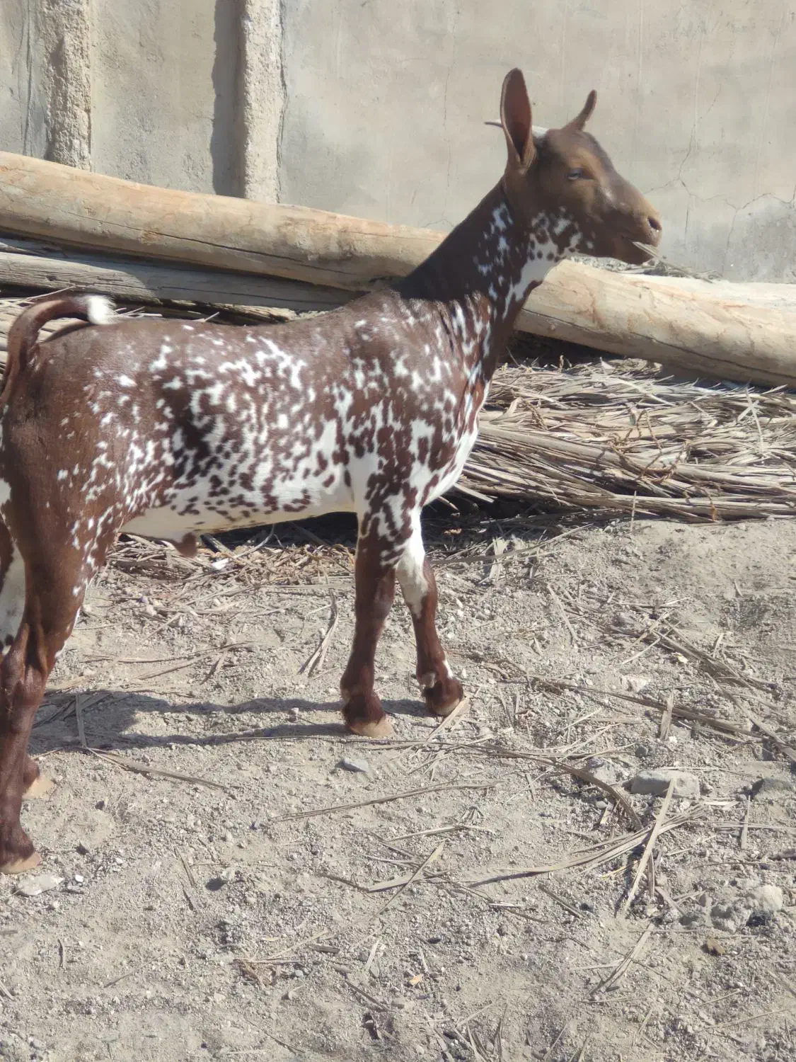 کهرنرنقشی|حیوانات مزرعه|بندرعباس, |دیوار