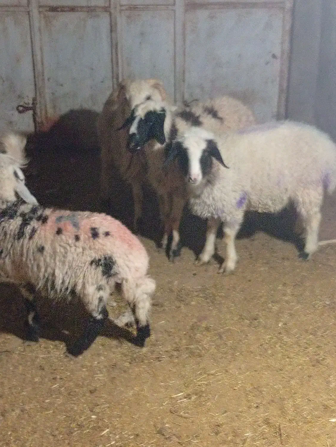 بره و کره دونه ای 12ملیون|حیوانات مزرعه|کرمان, |دیوار