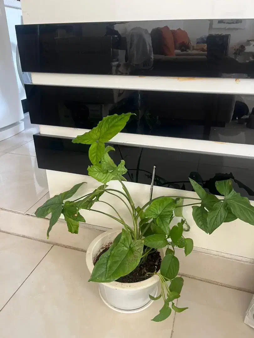 گل های شاداب|گل و گیاه طبیعی|شیراز, لاله|دیوار