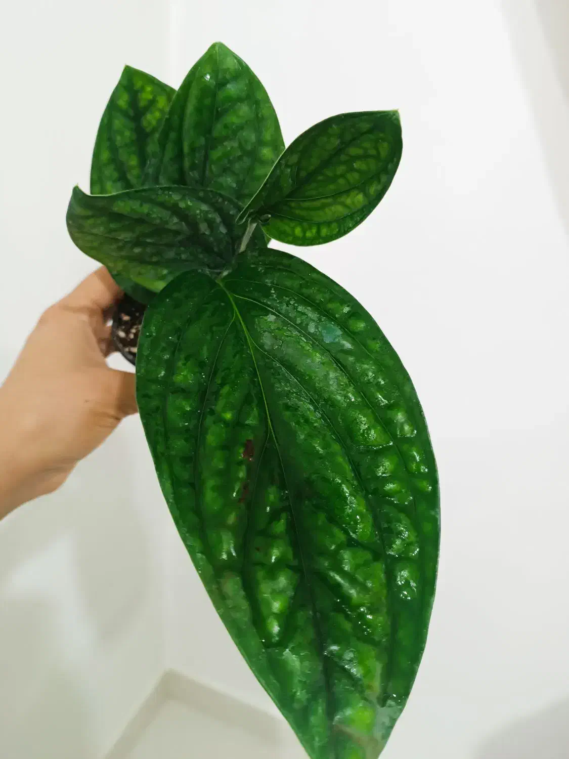 بابا آدم|گل و گیاه طبیعی|ارومیه, |دیوار