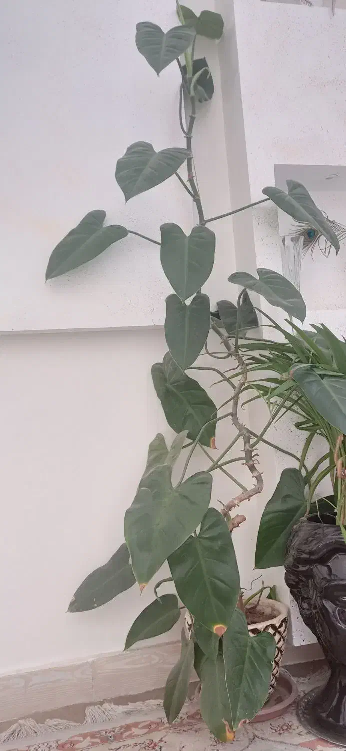 گل طبیعی|گل و گیاه طبیعی|سیستان, |دیوار