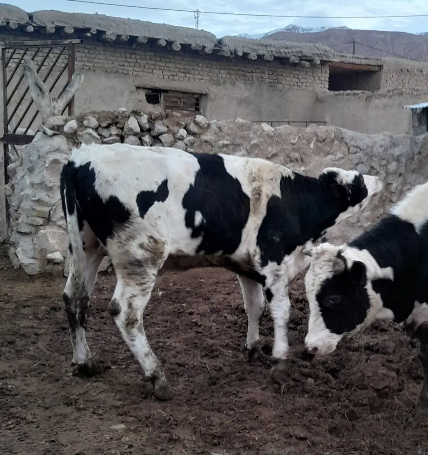 گوساله چاق|حیوانات مزرعه|اسفراین, |دیوار