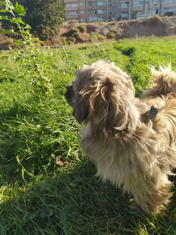 سگ شیتزو|سگ|مشگین شهر, |دیوار