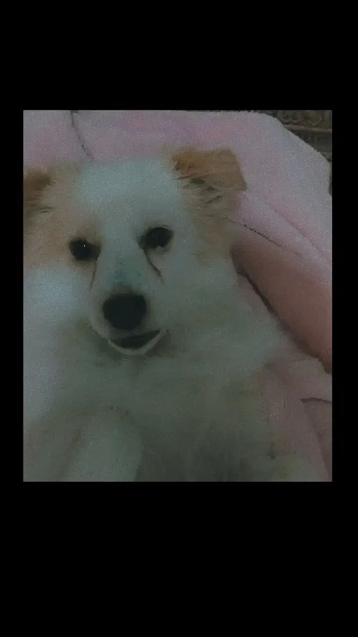 سگ گمشده نژاد اشپیتز|حیوانات|گرگان, |دیوار