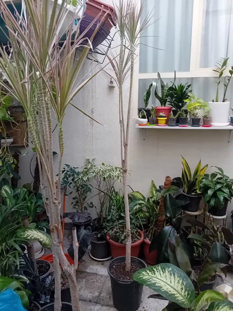 دراسنا|گل و گیاه طبیعی|اندیشه, اندیشه فاز ۱|دیوار