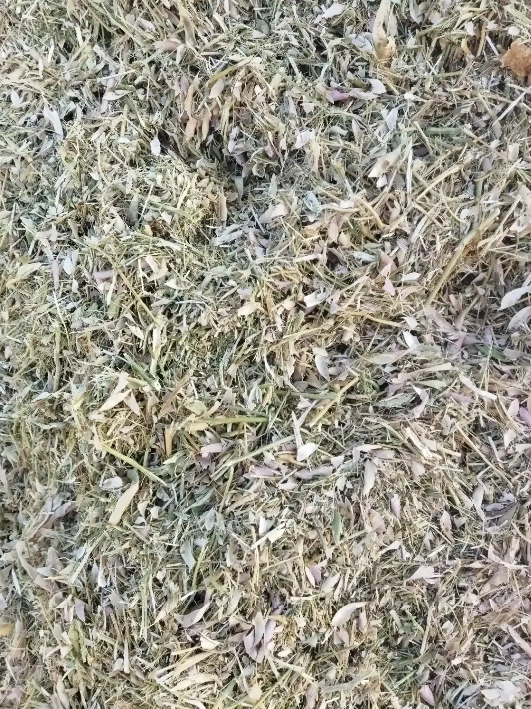 کاه لوبیا|لوازم جانبی حیوانات|قیدار, |دیوار