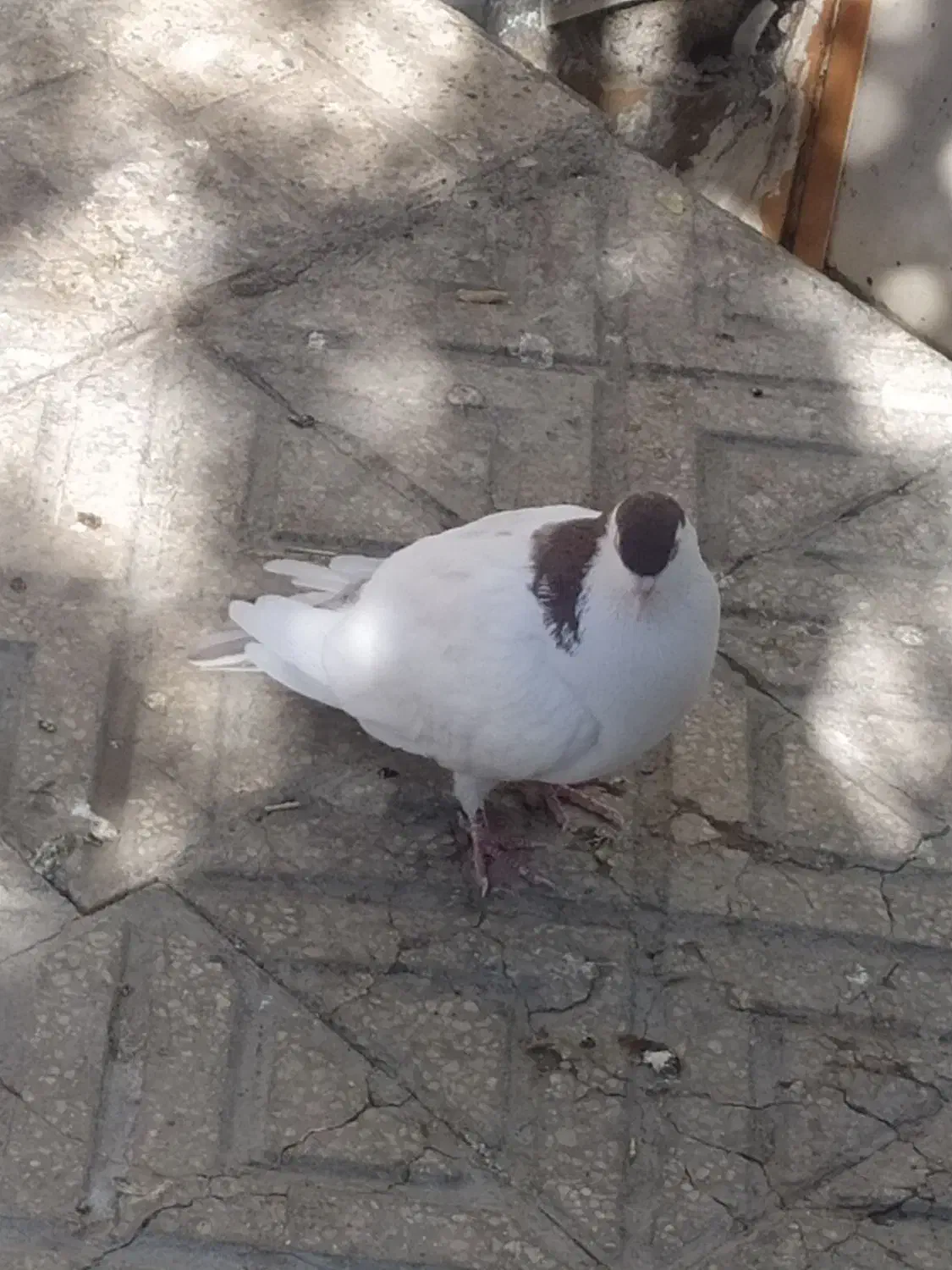 کفتر|پرنده|بیرجند, |دیوار