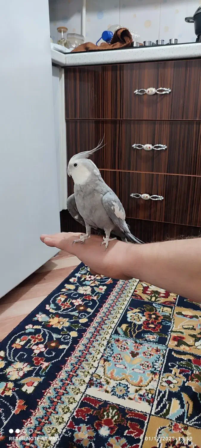 عروس هلندی نر|پرنده|کرج, شهرک جهان‌نما|دیوار