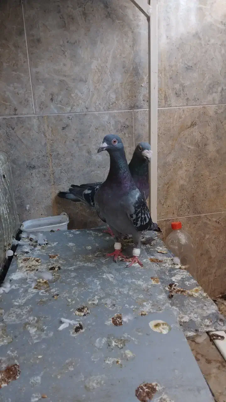 کبوتر|پرنده|آستانه اشرفیه, |دیوار