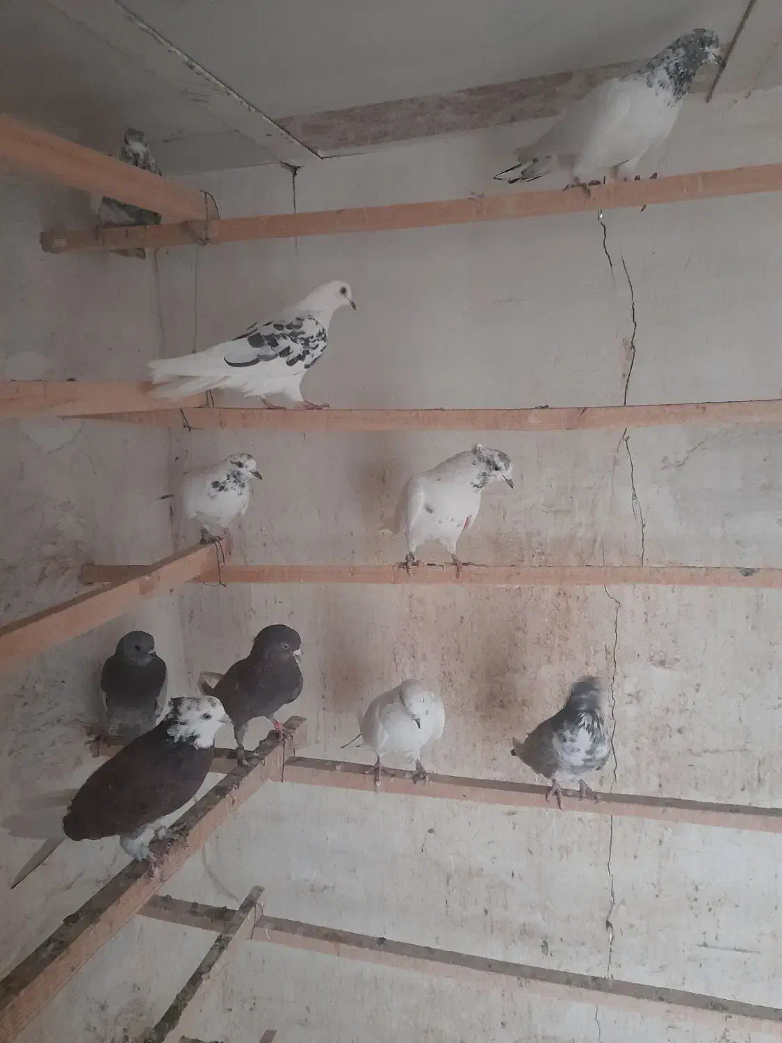 کبوتر|پرنده|آران و بیدگل, |دیوار