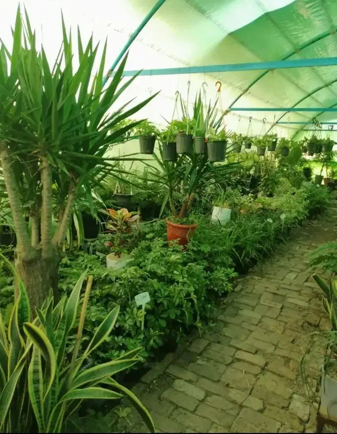 تخفیف بلک فرایدی گل و گیاه|گل و گیاه طبیعی|نیشابور, فردوس شمالی|دیوار