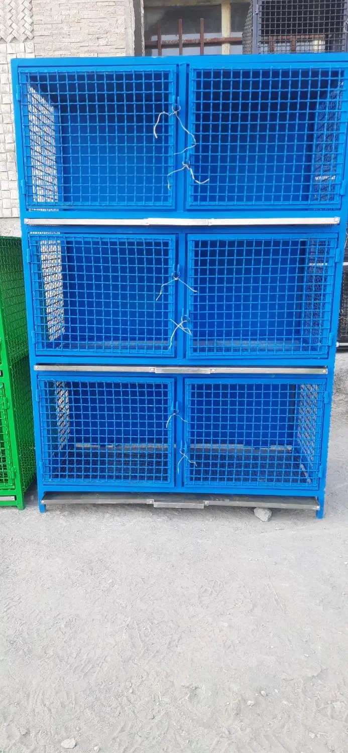 فروش کبوتر دوکتی سرخ|پرنده|خمینی‌شهر, |دیوار