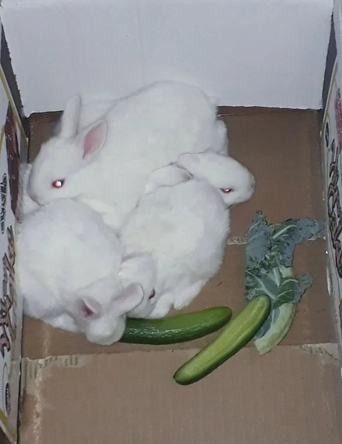 بچه خرگوش سفید چشم قرمز یک ماهه (باشت)|موش و خرگوش|باشت, |دیوار