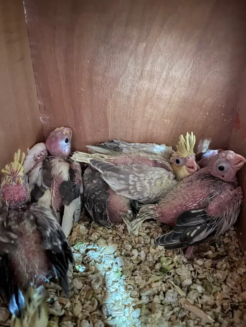 جوجه عروس هلندی، طوطی|پرنده|اصفهان, بهارستان|دیوار