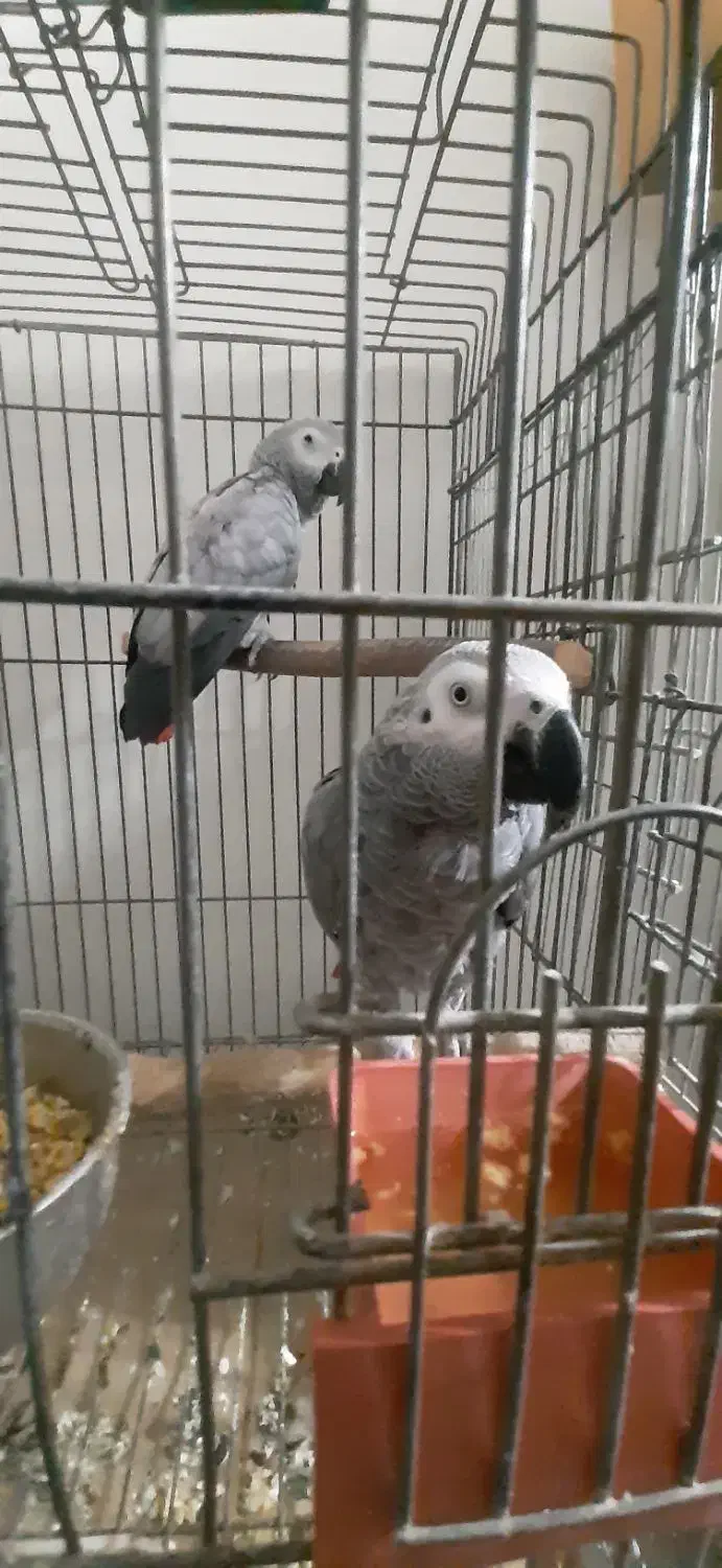 کاسکوجفت مولد|پرنده|مبارکه, |دیوار