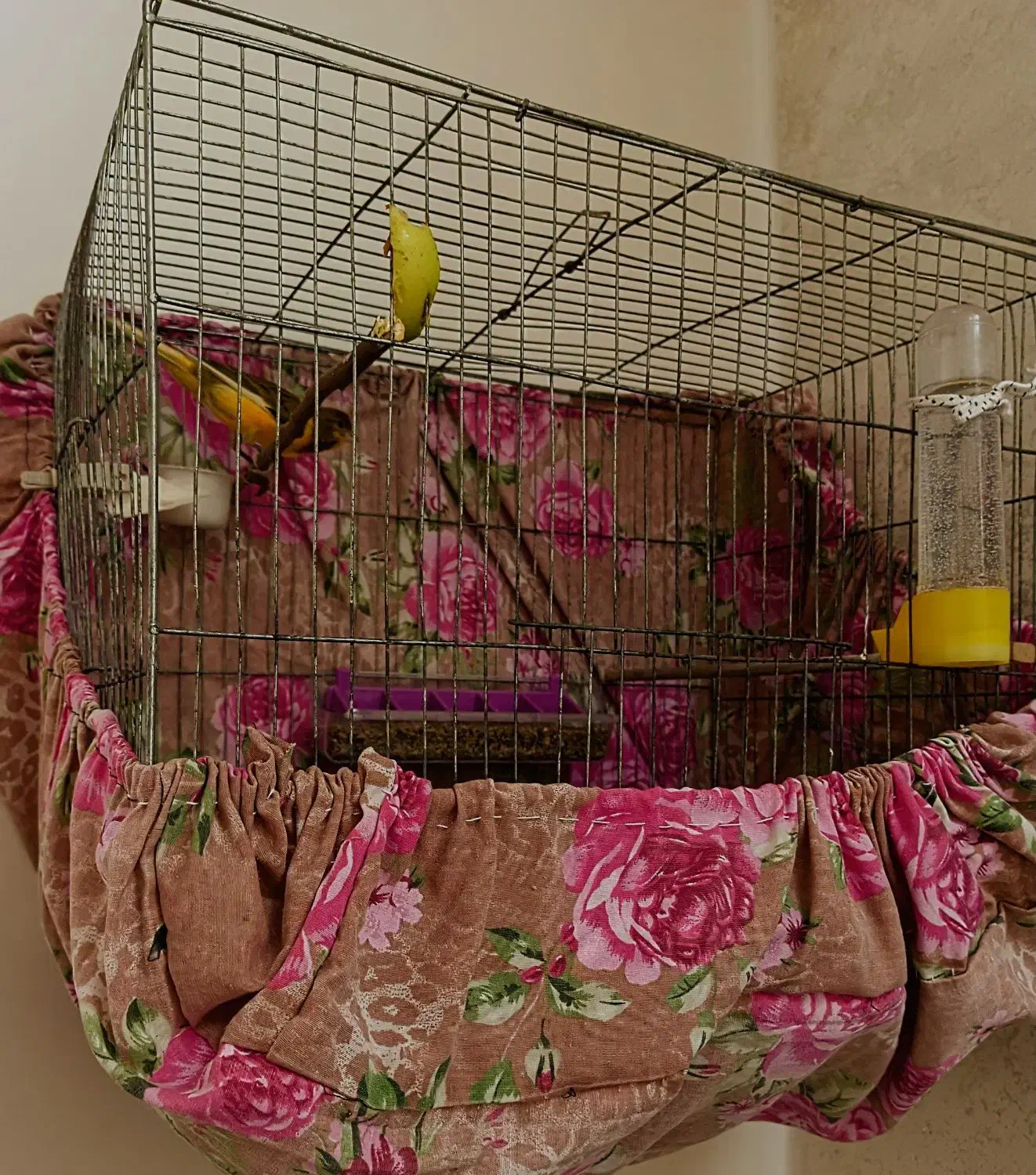 قناری پرتقالی رنگ خاص   ابلغ قواره داررسمی معمولی|پرنده|صباشهر, |دیوار