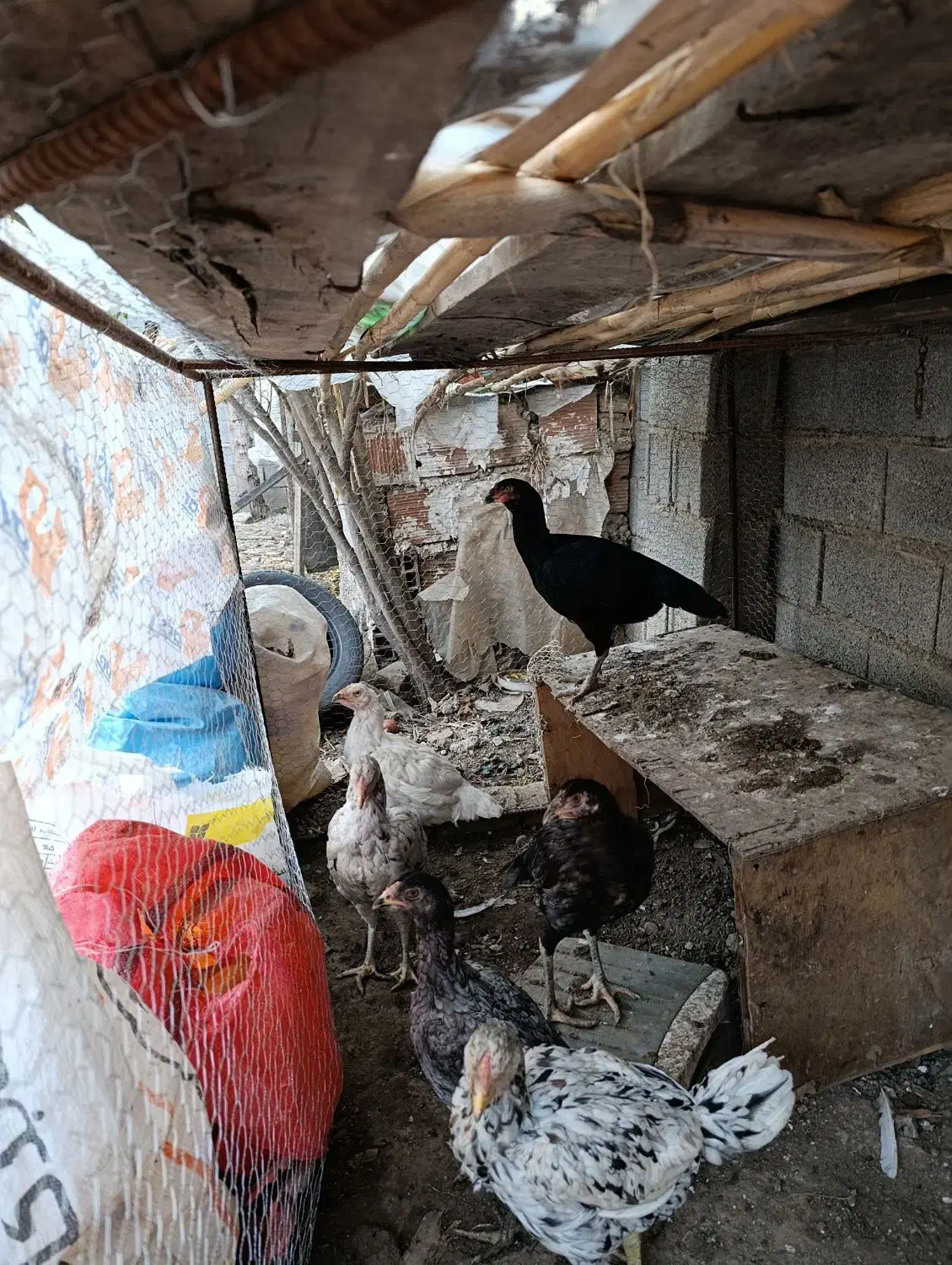 مرغ لاری طوس نسل|حیوانات مزرعه|فاضل آباد, |دیوار