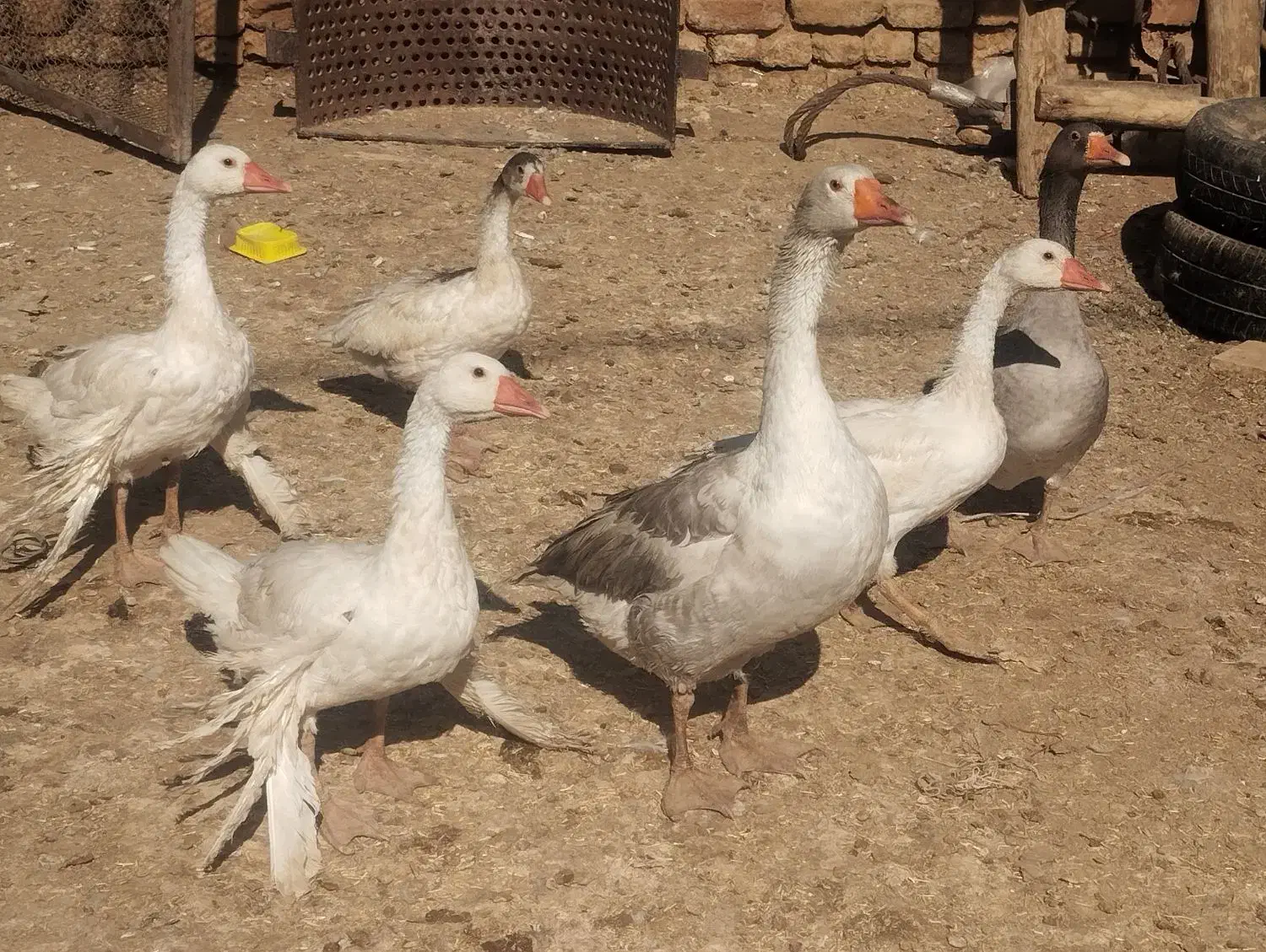 غاز|پرنده|زالیان, |دیوار