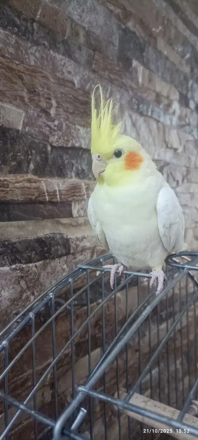 عروس هلندی|پرنده|اصفهان, شهرک میلاد|دیوار