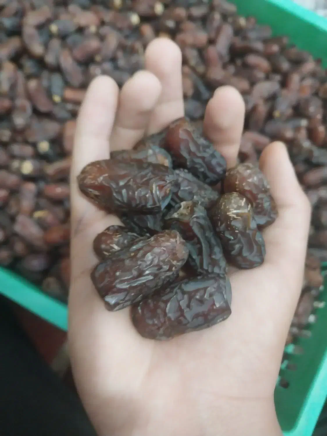 خرمای پیارم درجه۱ هرمزگان حاجی اباد|خوردنی و آشامیدنی|حاجی آباد, |دیوار