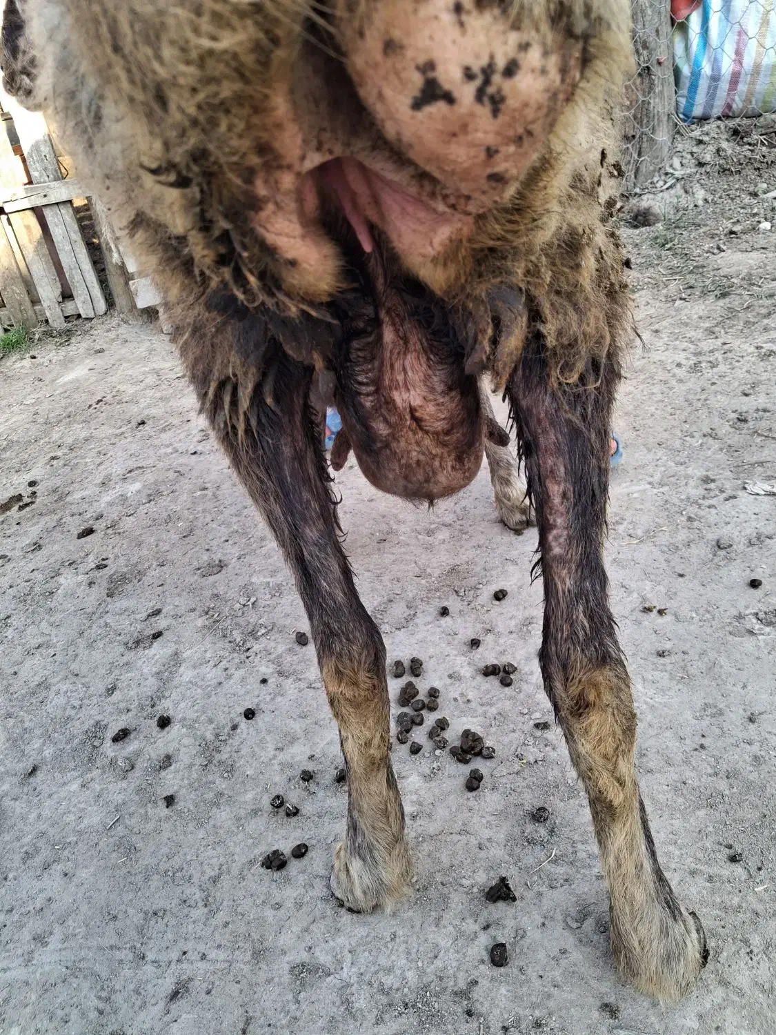 ۳ راس گوسفند آبس سنگین|حیوانات مزرعه|سیجوال, |دیوار