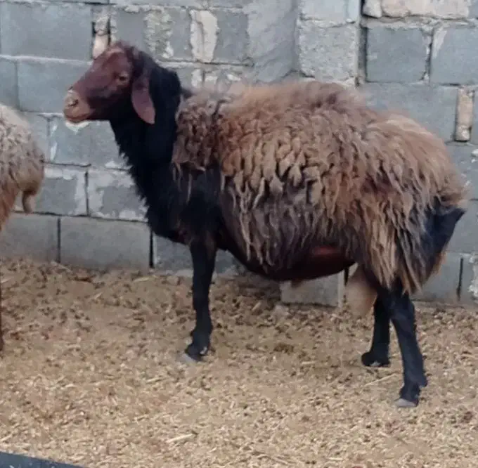 قوچ افشاری .کربال.|حیوانات مزرعه|کربال, |دیوار