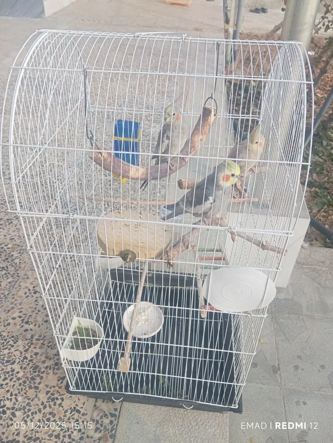 عروس هلندی سخن گو|پرنده|سامان, |دیوار