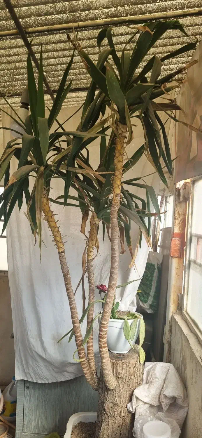 گل یوگا بزرگ|گل و گیاه طبیعی|مشهد, هنرور|دیوار