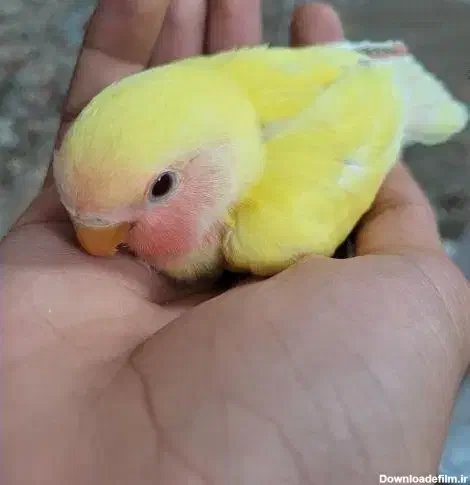 جوجه طوطی برزیلی صورت هلویی|پرنده|کهریزک, |دیوار