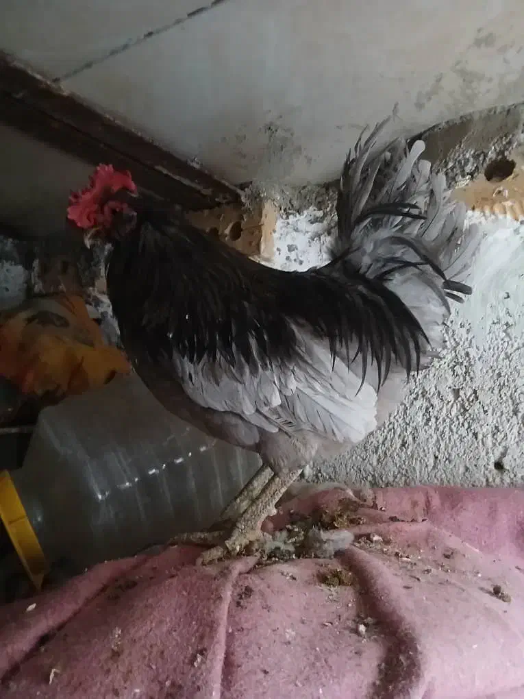 تخم مرغ گلین|حیوانات مزرعه|شیراز, سلطان آباد|دیوار