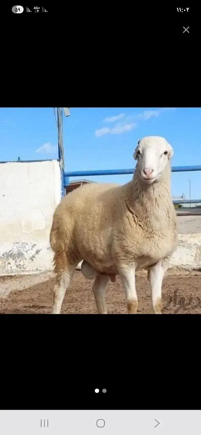 فروش گوسفند زنده شبانه روزی رباط کریم|حیوانات مزرعه|رباط‌کریم, رباط‌کریم|دیوار