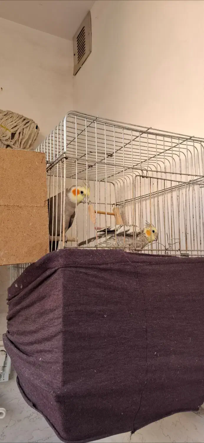 عروس هلندی|پرنده|شاهدشهر, |دیوار