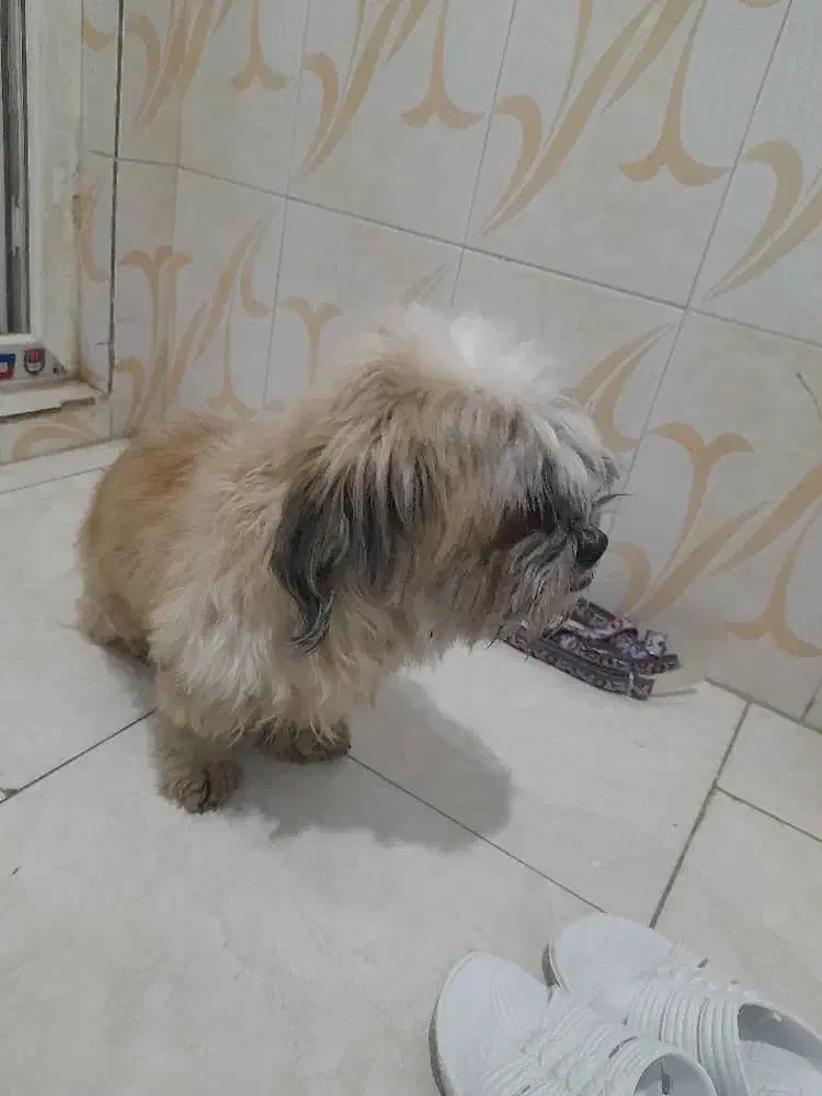 واگذاری شیتزو|سگ|صفادشت, |دیوار