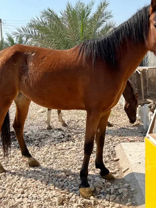 فروش مادیان پنج ساله کره دهی عالی|اسب و تجهیزات اسبسواری|آبپخش, |دیوار