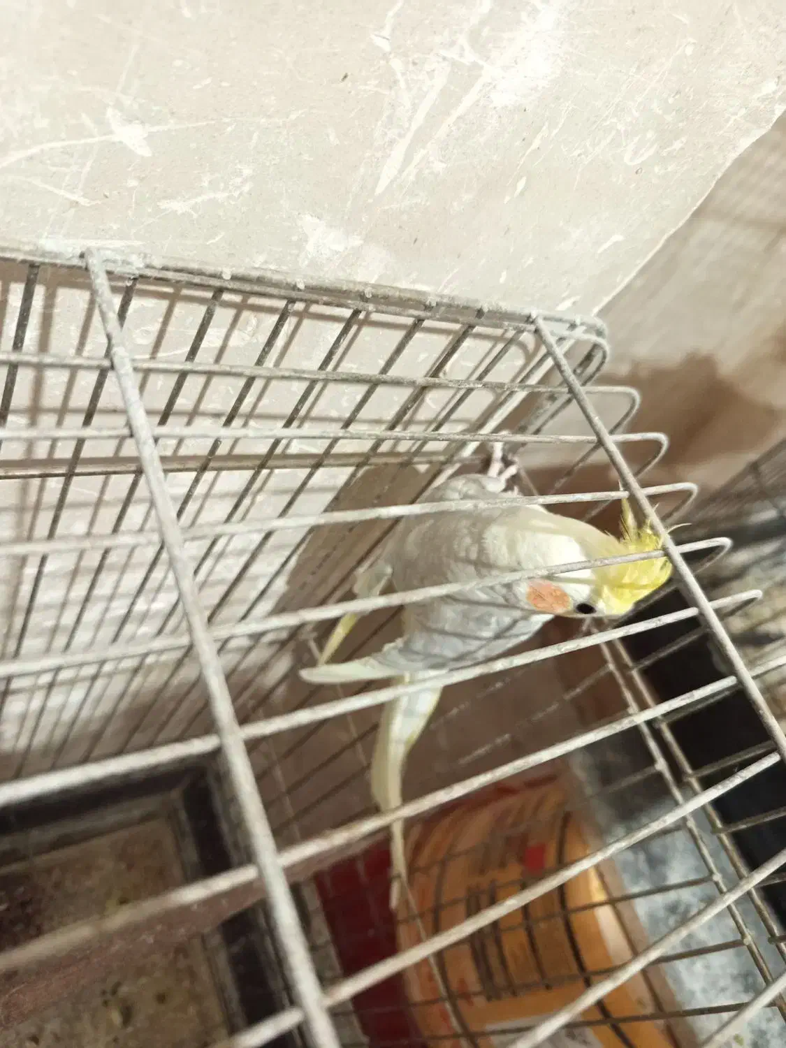 عروس هلندی لوتینو گل باقالی جوجه و مولد|پرنده|قزوین, |دیوار