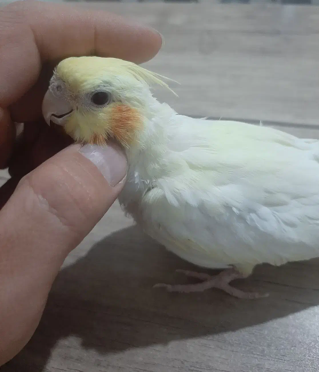 عروس هلندی|پرنده|اردبیل, |دیوار