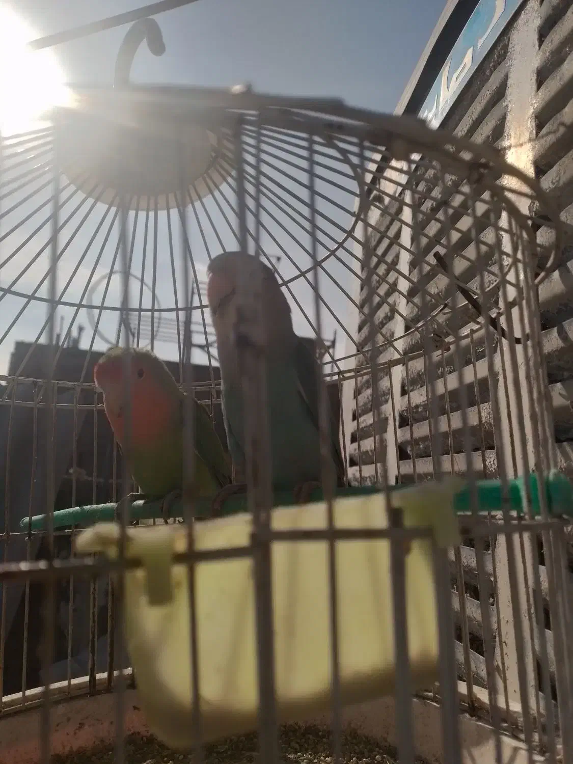 طوطی کوتوله برزیلی|پرنده|مشهد, ابوذر|دیوار