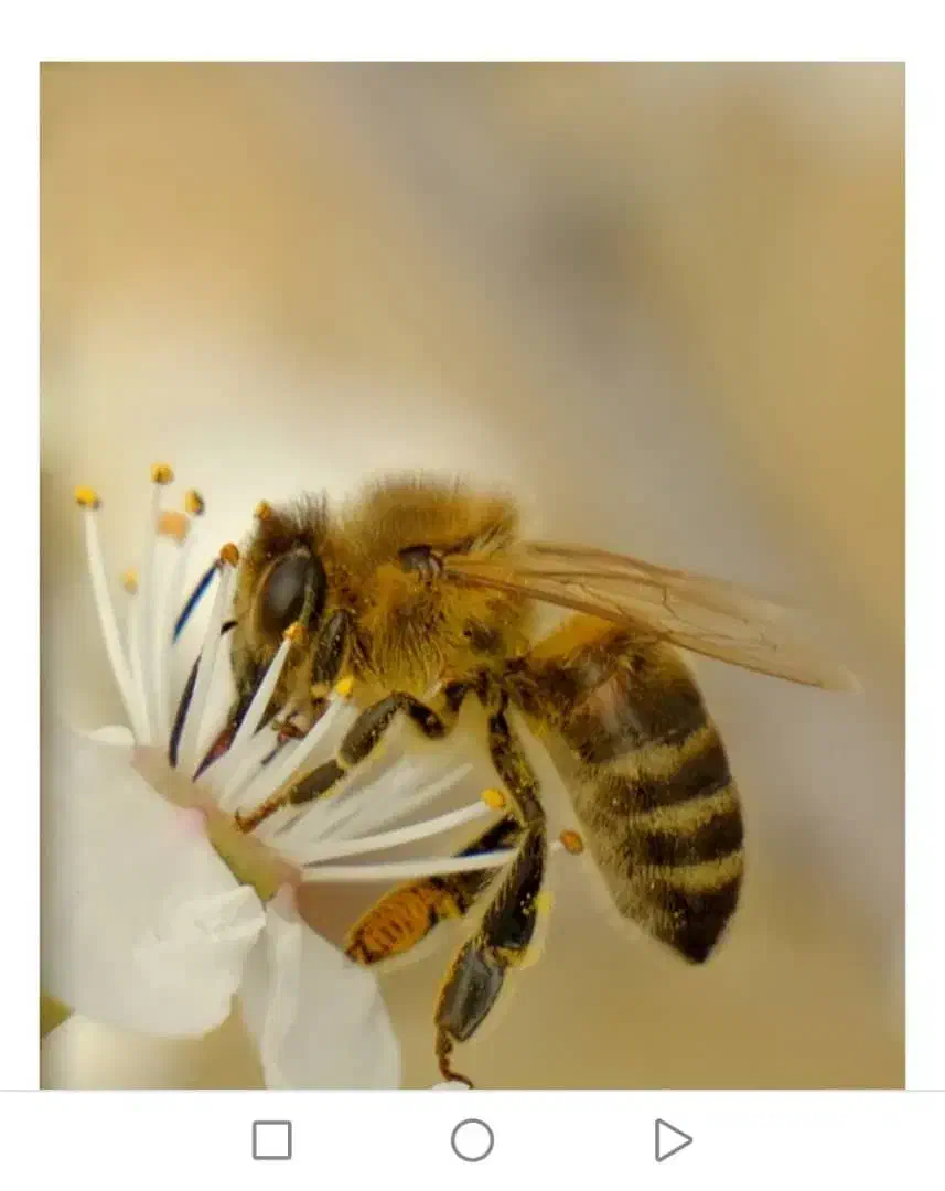 کندو زنبور عسل|حیوانات مزرعه|سیدان, |دیوار