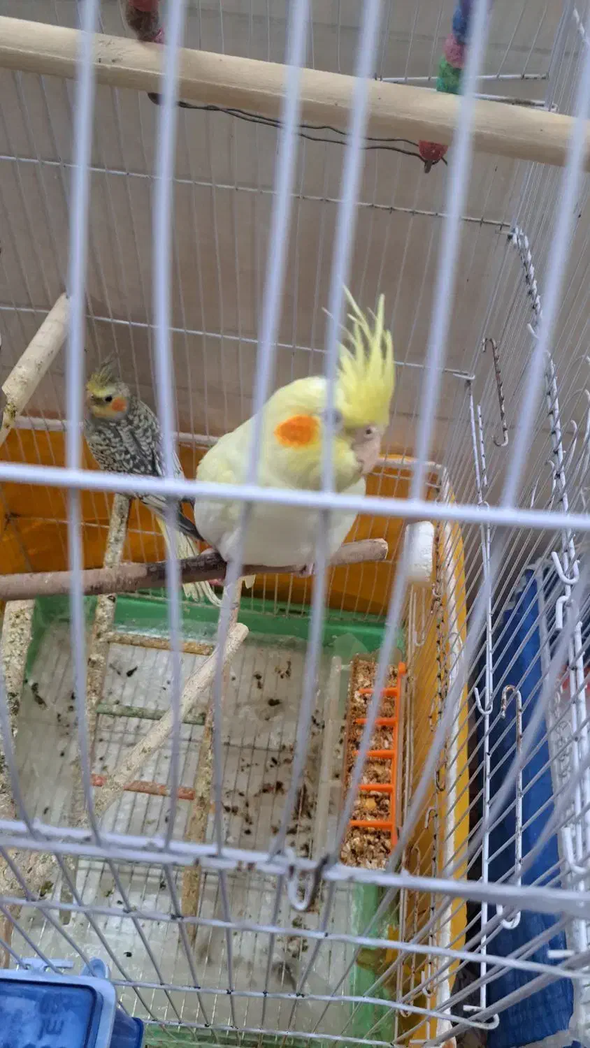 دو عدد عروس هلندی حدودا ۴ ماهه|پرنده|خمینی‌شهر, |دیوار