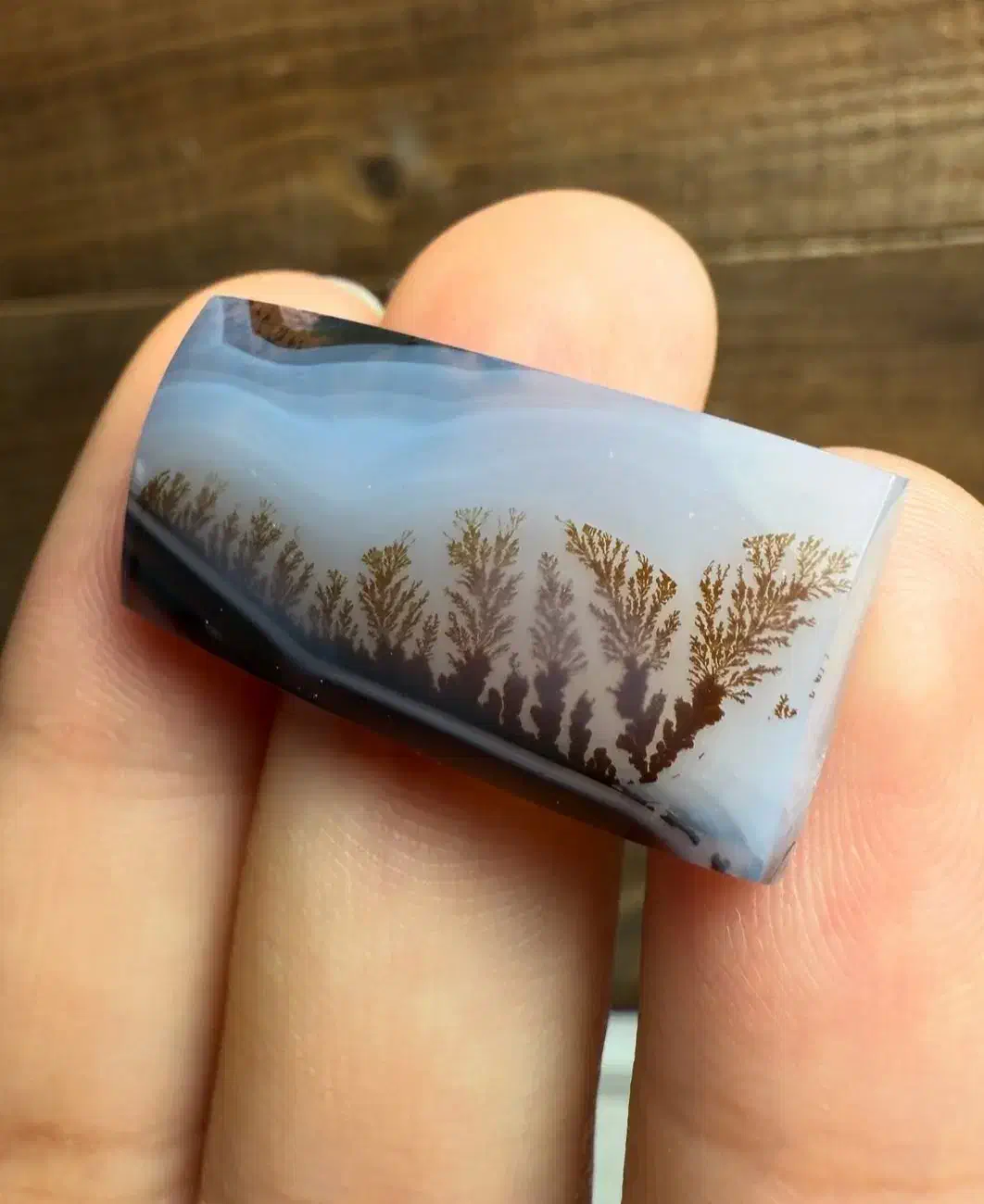 شجر قائن|جواهرات|قم, شهرک امام حسین|دیوار