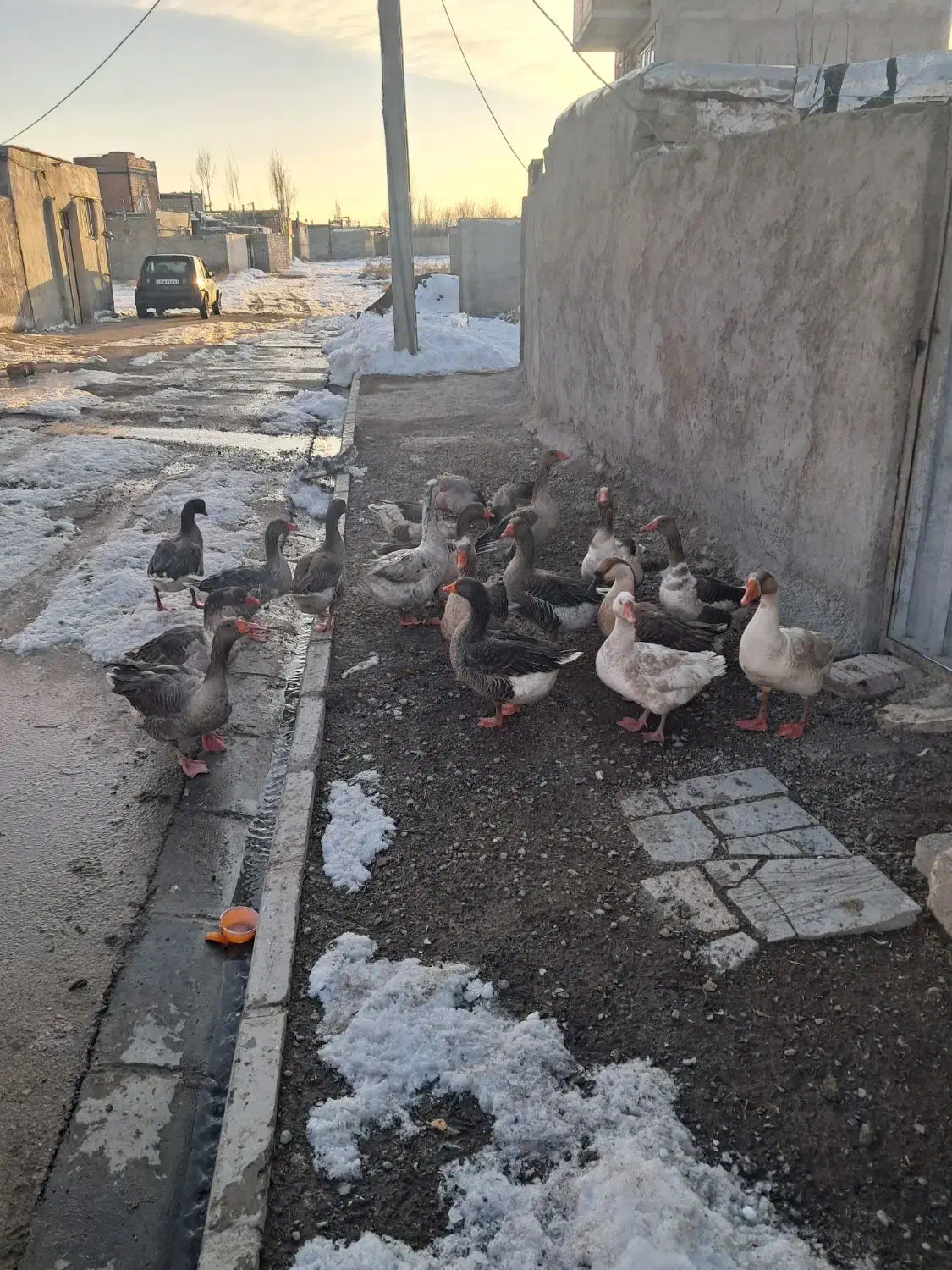 غاز اهلی طبیعی|حیوانات مزرعه|اردبیل, |دیوار