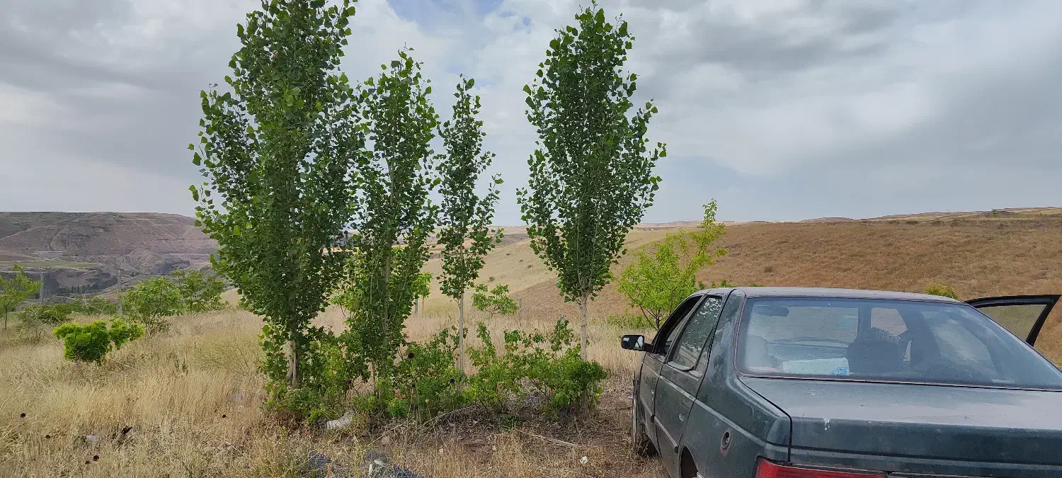 فروش باغ|فروش زمین و ملک کلنگی|میانه, |دیوار