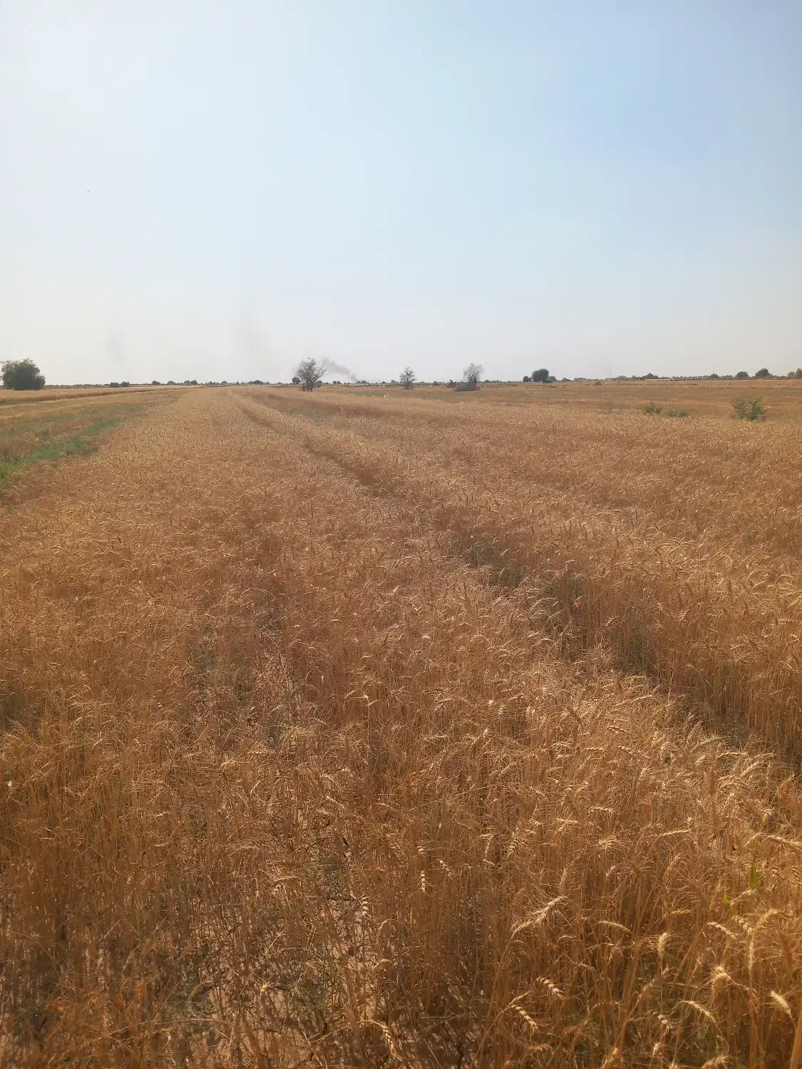 زمین کشاورزی 7000 متری مرغوب|فروش زمین و ملک کلنگی|اهواز, پادادشهر|دیوار