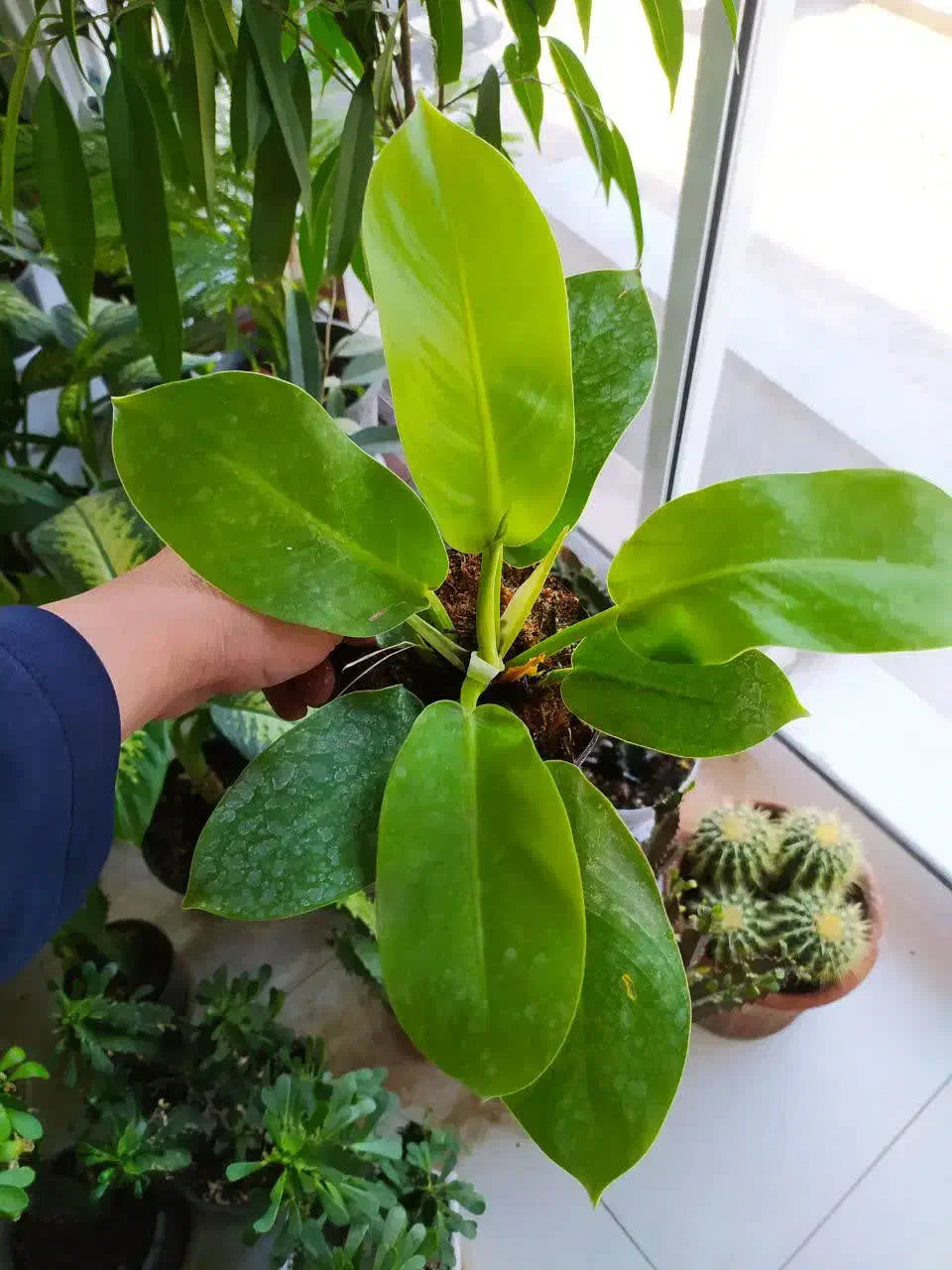 گل های اپارتمانی قیمت مناسب|گل و گیاه طبیعی|یزد, |دیوار