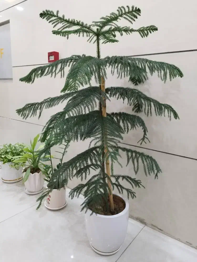 گل های طبیعی|گل و گیاه طبیعی|شیراز, باغ تخت|دیوار